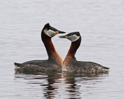 Gråhakedopping Red-necked Grebe