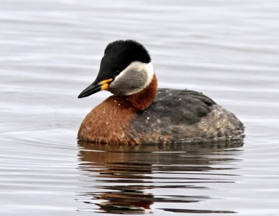 Red-necked Grede