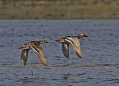 Garganey