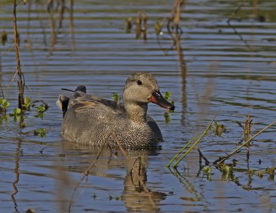 Gadwall