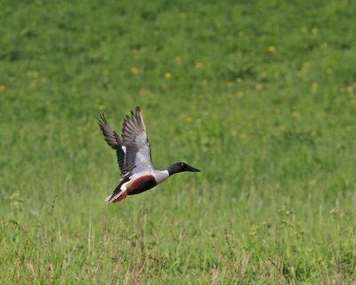 Shoveler