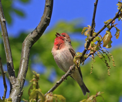 Common Rosefinch