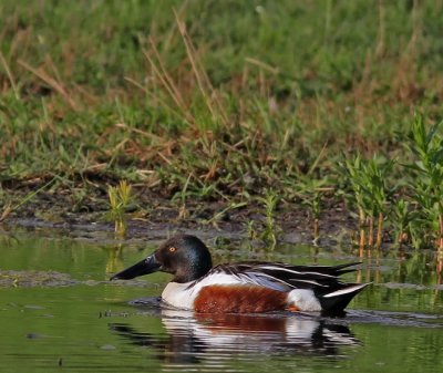 Shoveler