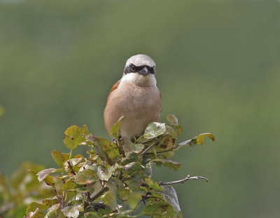 Red-backed Shrike