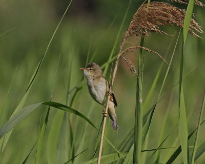 Marsh Warbler Täby
