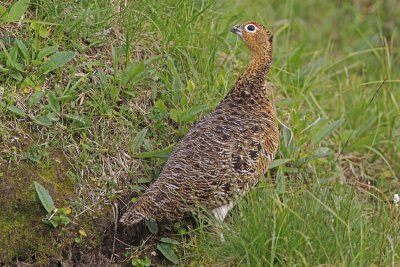 Willow Ptarmigan