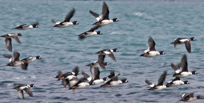 Barrows GoldeneyeHarlequin duck