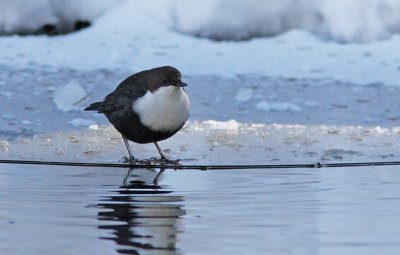 Dipper
