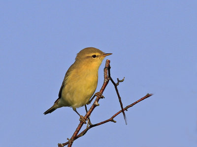 Willow Warbler