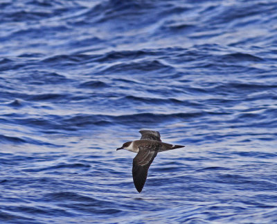 Great shearwater