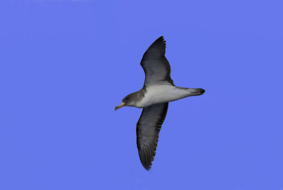 Corys Shearwater