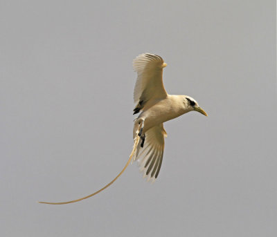 White-tailed Tropicbird Azores Corvo