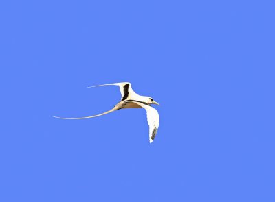 White-tailed Tropicbird