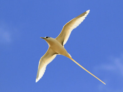 White-tailed Tropicbird Azores Corvo