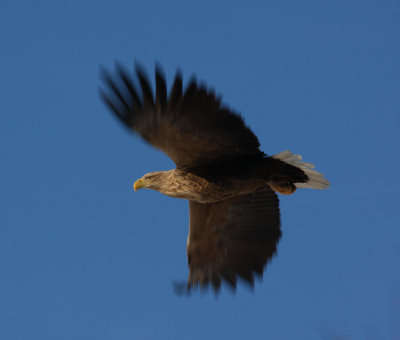 Havsrn  White-tailed Eagle