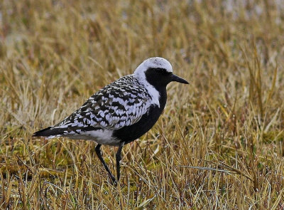 Grey Plover.