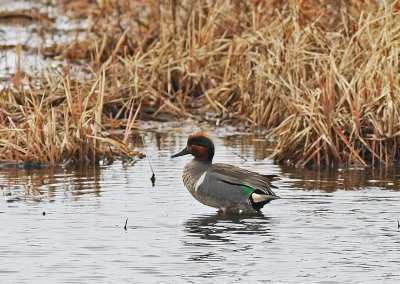 Green-Winged Teal Amerikansk kricka.jpg