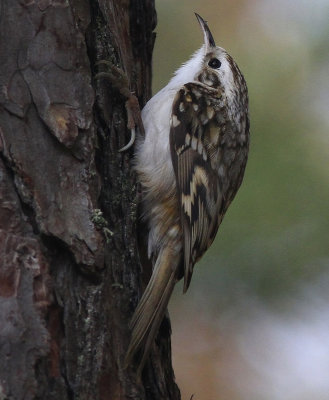 E. Treecreeper