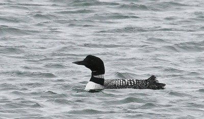 Great Northern Loon