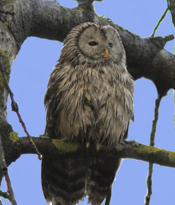 Ural Owl  Frsknad  Uppland