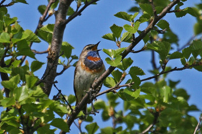 Bluethroat
