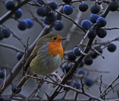 European Robin