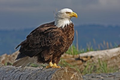 Vithvad havsrn  Bld Eagle