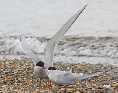 Arctic Tern