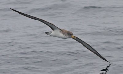 Cory's Shearwater