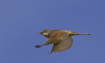 Common Whitehrot