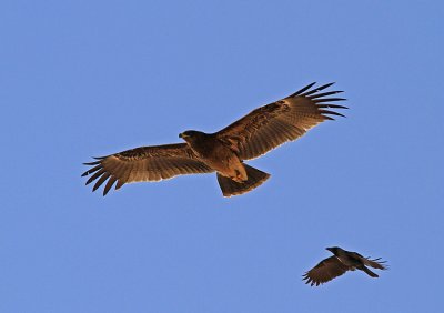 Greater Spotted Eagle Strre skrikrn
