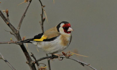 Goldfinch Carduelis