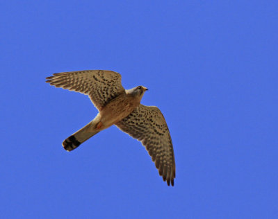 Common Kestrel Falco