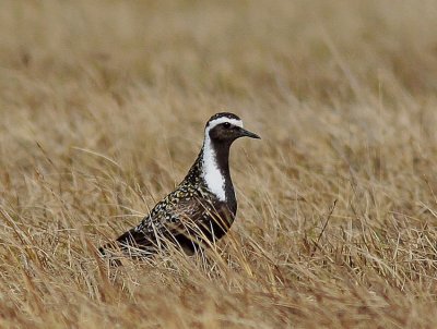 Golden-Plover