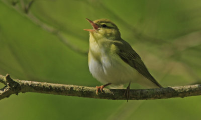 Wood Warbler