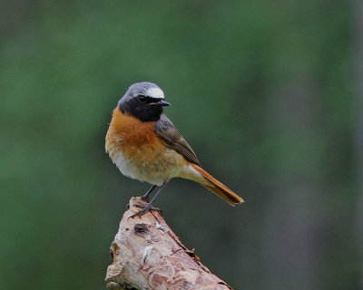 Redstart