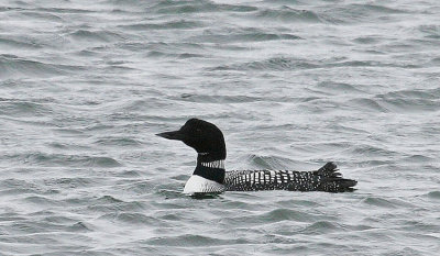 Great Northern Loon.