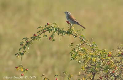 Averla piccola juv (Lanius collurio)-3707.jpg