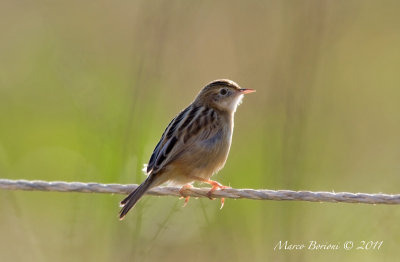 Beccamoschino (Cisticola juncidis)-0257.jpg