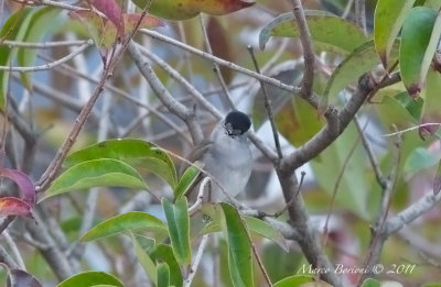 Capinera m (Sylvia atricapilla)-3489.jpg