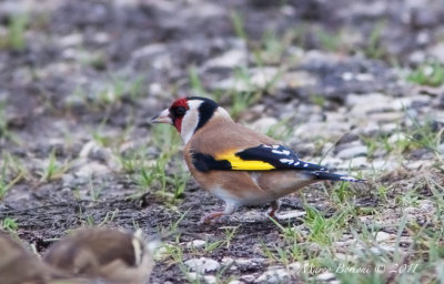 Cardellino (Carduelis carduelis)-2407.jpg