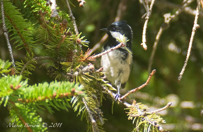 Cincia mora (Periparus ater)-4367.jpg