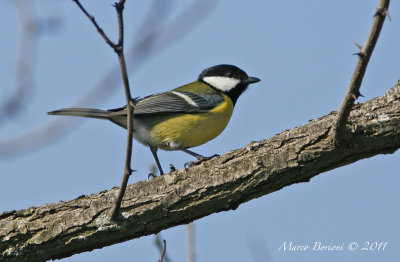 Cinciallegra m (Parus major)-0429.jpg