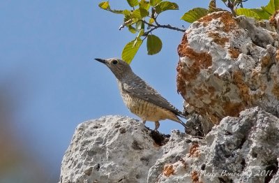 Codirossone juv (Monticola saxatilis)-0605.jpg