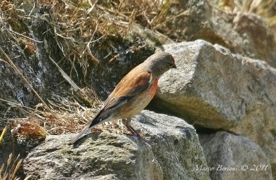 Fanello m (Carduelis cannabina)-1474.jpg