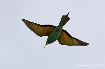 Gruccione (Merops apiaster)-6005.jpg