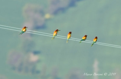 Gruccioni (Merops apiaster)-0197.jpg
