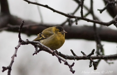 Lucherino m (Carduelis spinus)-2668.jpg