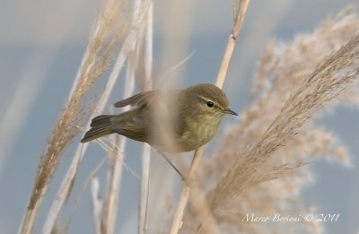 Lui' piccolo (Phylloscopus collybita)-2303.jpg