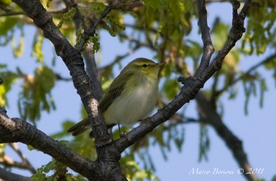 Lui' verde (Phylloscopus sibilatrix)-0897.jpg